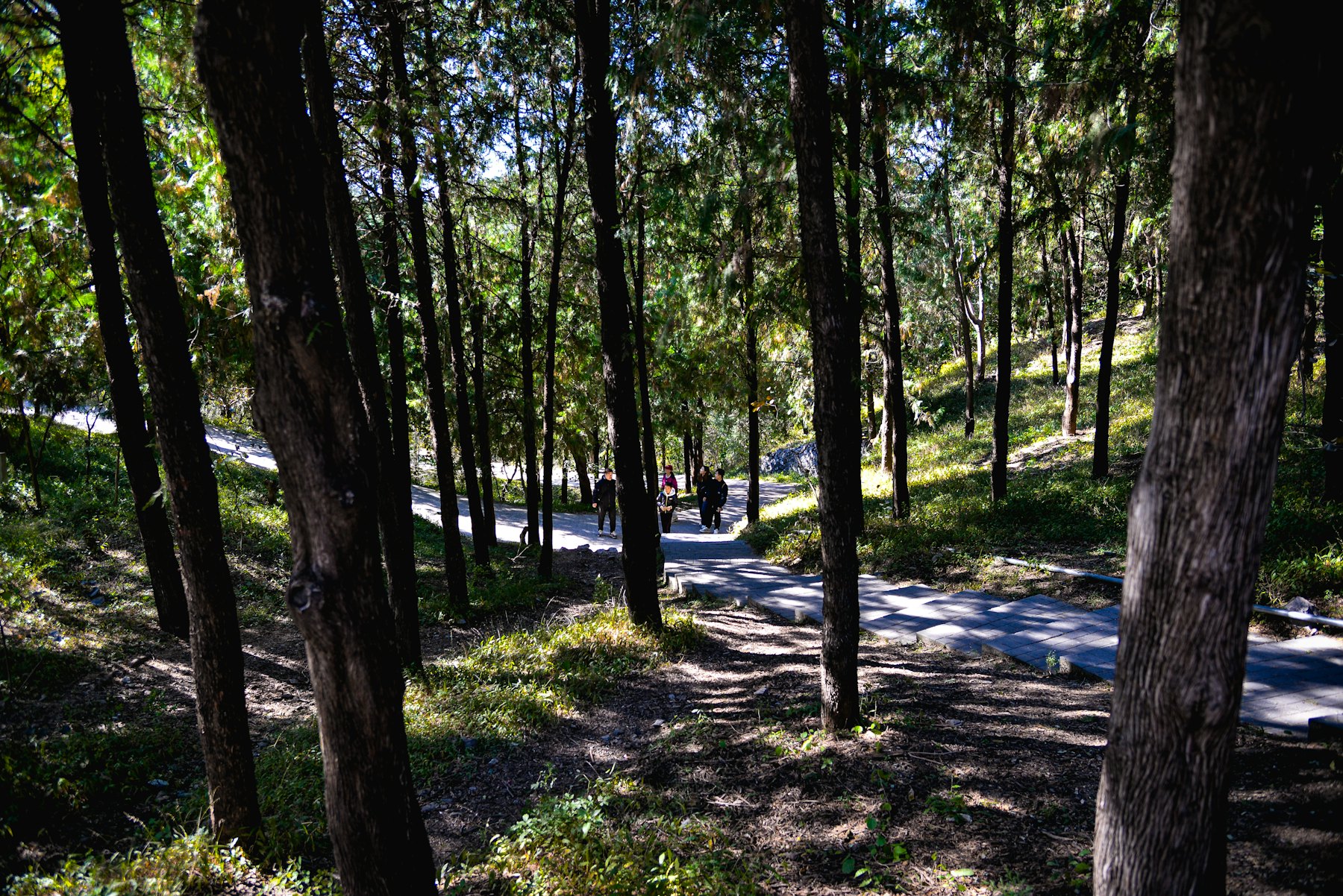 People walking a sunlit path through a forest